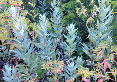 Healing Herbs & Edible Fruits: Foraging for Treasure