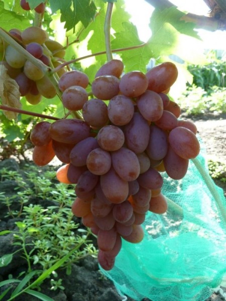 Дивный  у Василия Кулакова.jpg