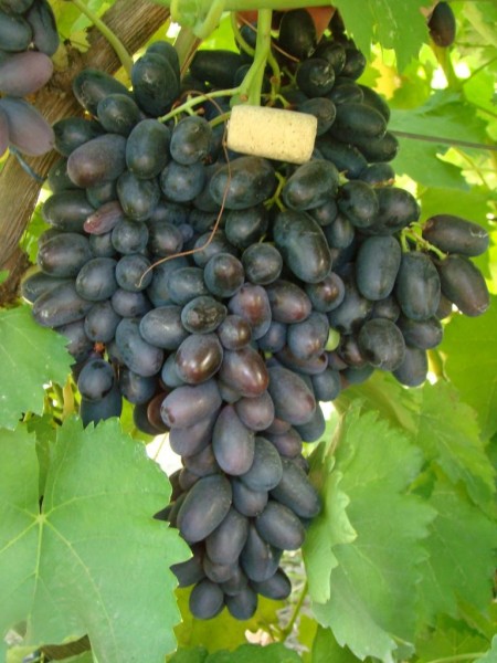 Аленушка( Тип Блека Фингера) у Калугина В.М. обраб. ГК.jpg