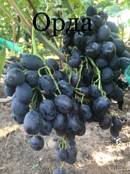 Виноград орда описание сорта фото отзывы Фитостудия-63.ру