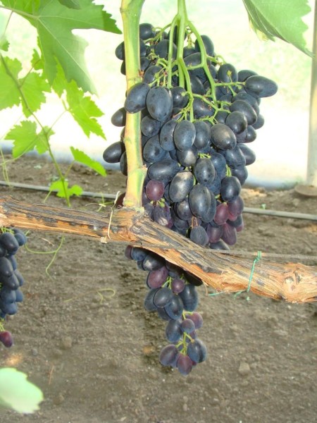 Аленушка у Шмелева(без ГК).jpg