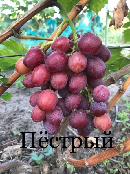 Пёстрый у Елисеевых
