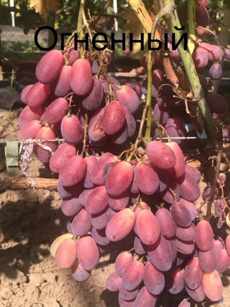 Виноград Сергея Адамовича Сорт Огненный - YouTube