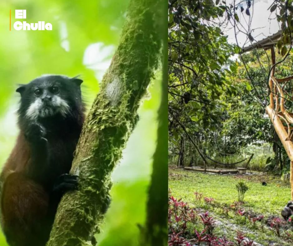 Pastaza: Finca La Argentina, un laboratorio vivo de restauración ecológica en el Puyo.
