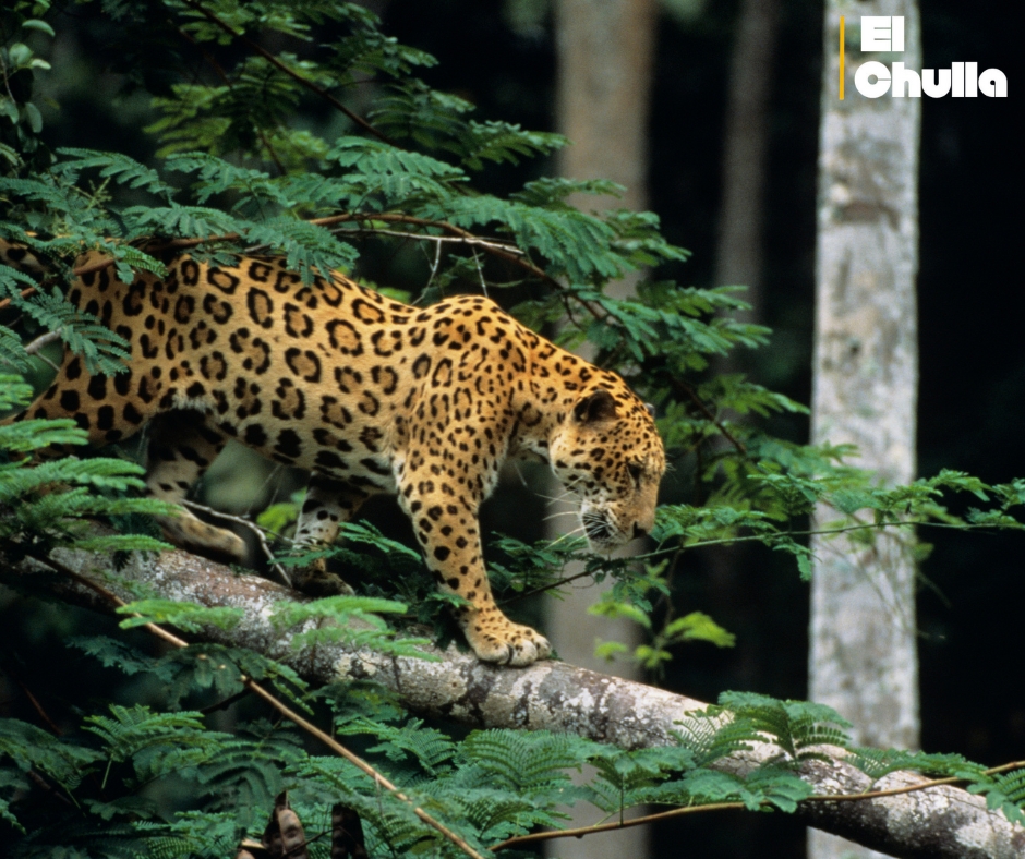 Coca Zoo recibe a decenas de visitantes y refuerza su rol en la conservación amazónica.