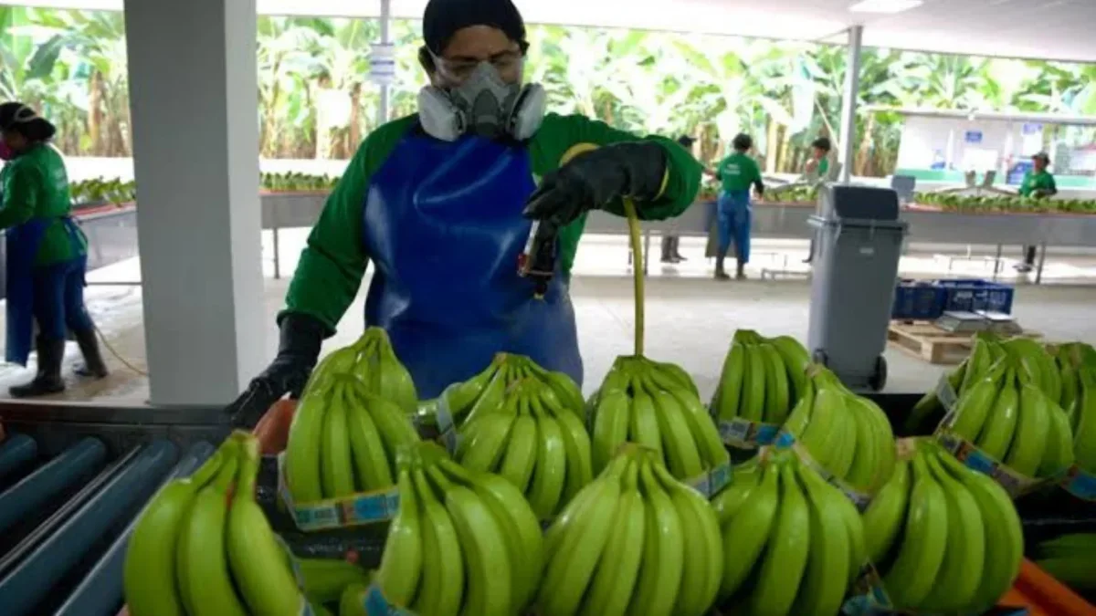 Exportaciones de banano ecuatoriano crecen 8,36% impulsadas por demanda global