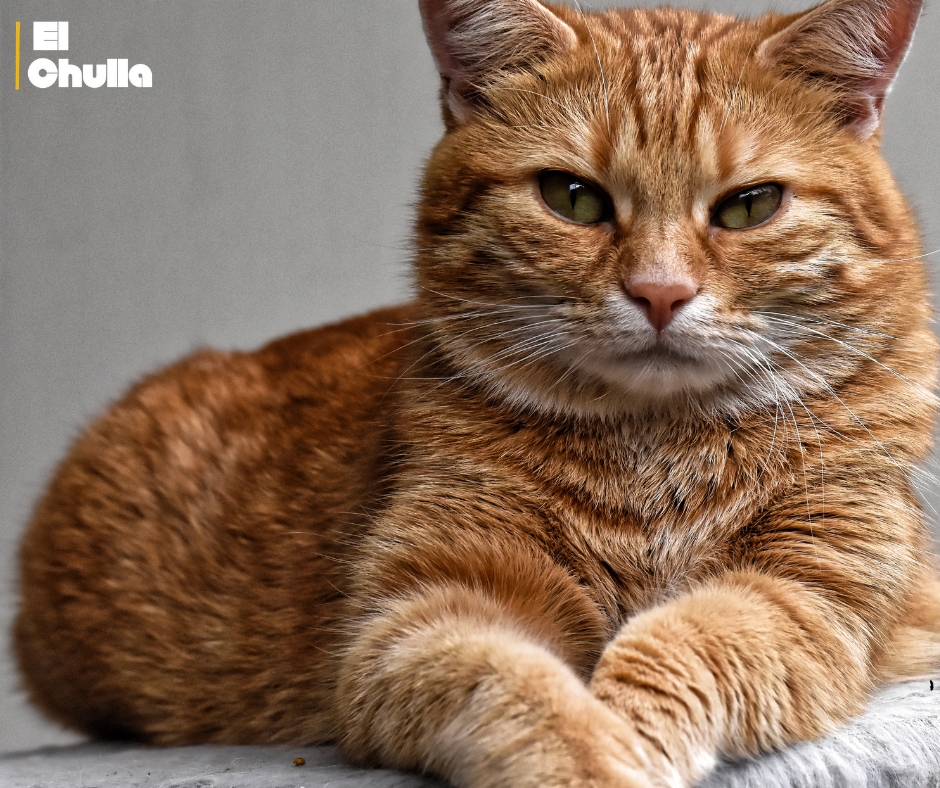 La genética explica por qué la mayoría de gatos naranjas son machos.