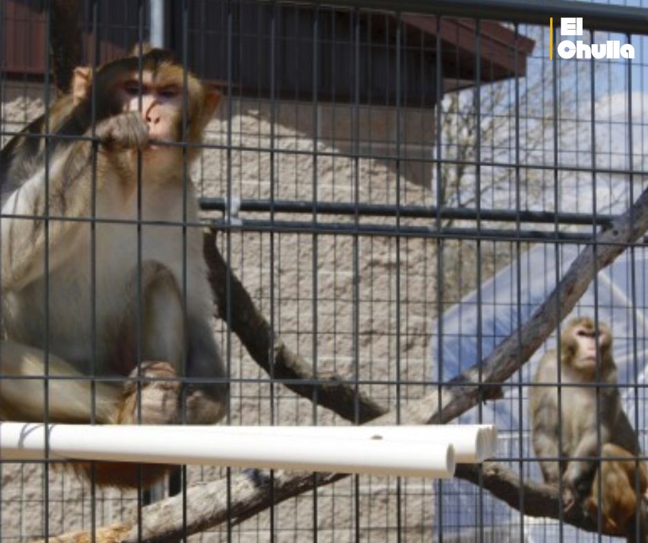 📰 EE. UU.: Monos de laboratorio escapan tras el vuelco de un camión en Mississippi.