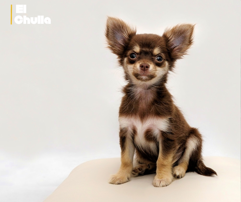 Heroísmo en miniatura: un chihuahua guía a rescatistas y salva a su dueño tras caída en un glaciar suizo.