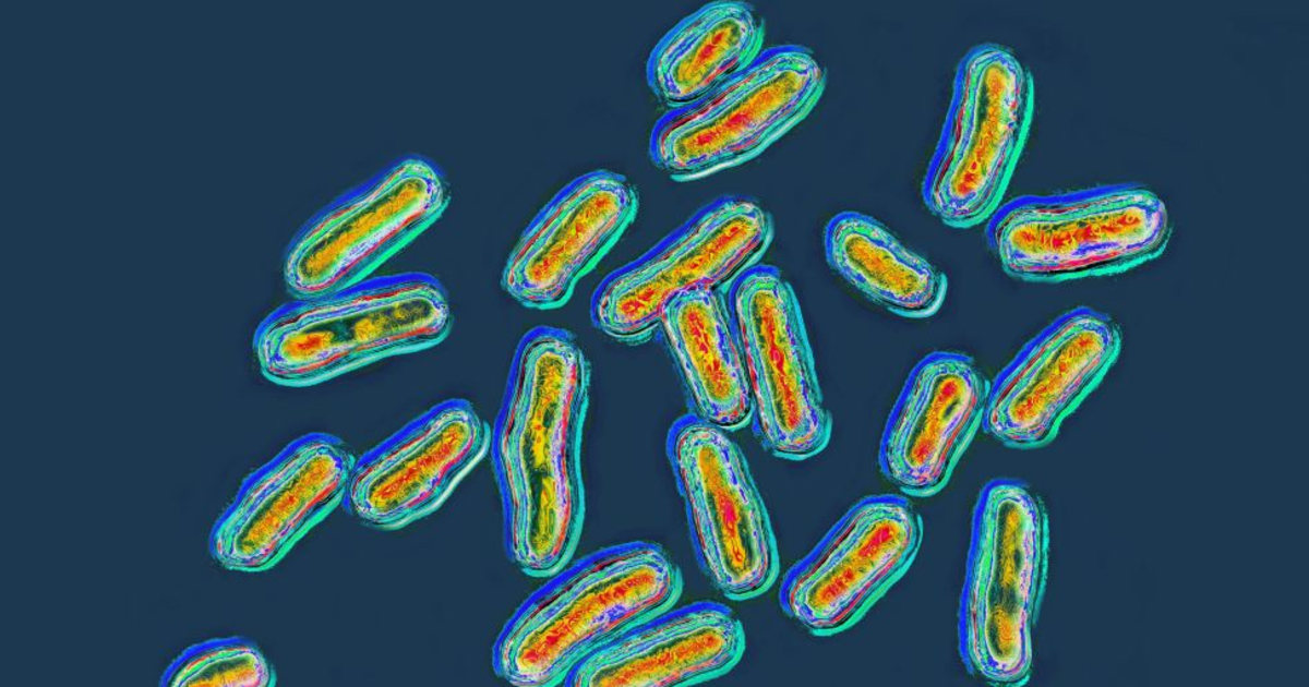Alerta de Salmonella: Brote en EE.UU. ligado a jalapeños afecta a 345 personas