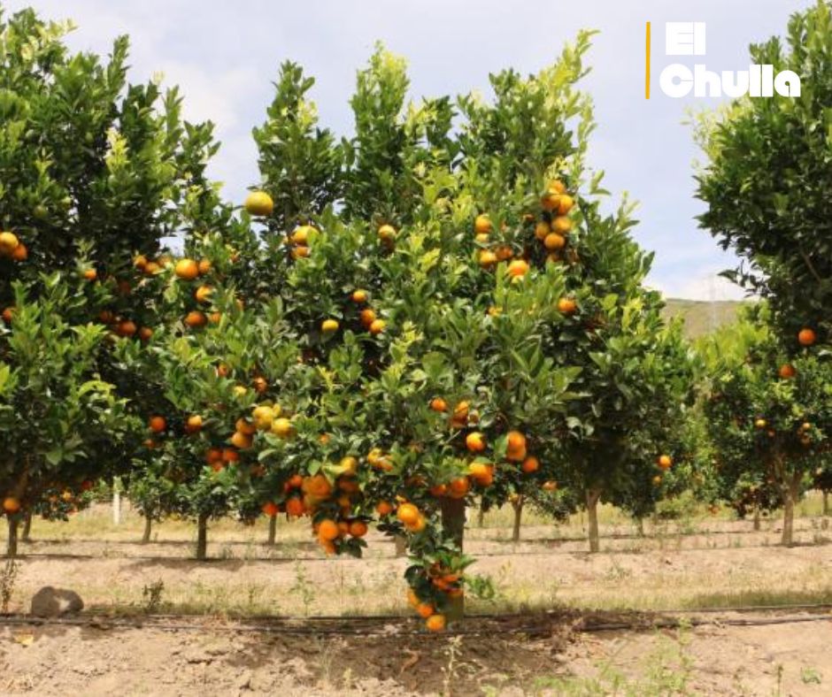 Mandarina Tango ecuatoriana conquista California! Primer envío de 23.000 kg marca hito en exportaciones