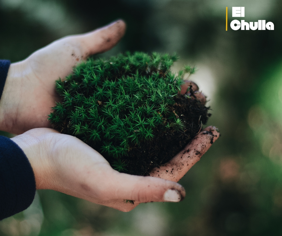 🌿 Autoridades advierten que la venta de musgo podría acarrear multas o incluso prisión.