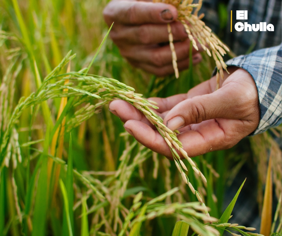 “Arroz ecuatoriano en peligro de quedarse sin salida comercial ante cierre del mercado colombiano y falta de apoyo estatal”