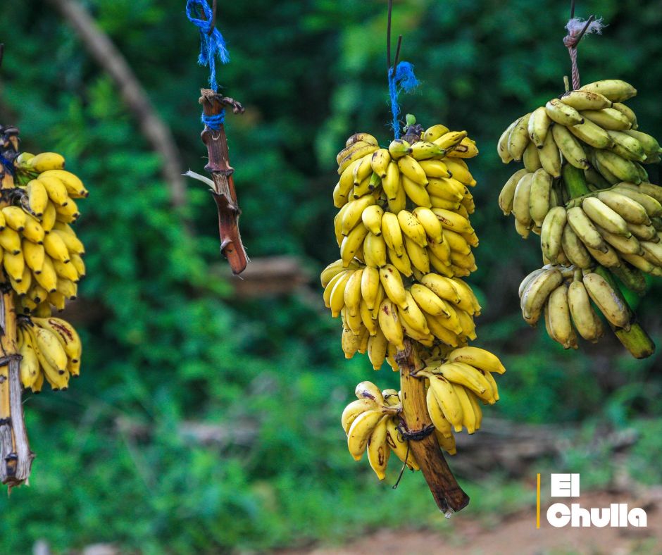 Ecuador sostiene liderazgo bananero, pero Guatemala avanza en Estados Unidos.