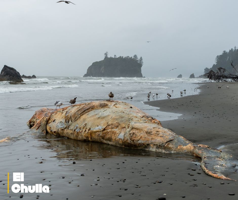 Tres ballenas muertas en el Río de la Plata en solo 15 días: un llamado urgente a proteger la vida marina.