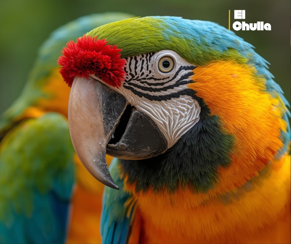 Centro El Arca resguarda a 280 animales silvestres en Archidona, Napo.