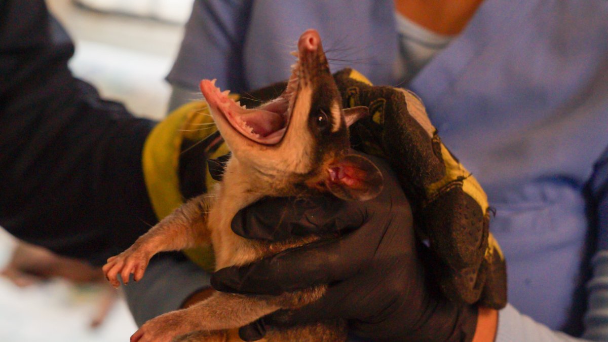 La zarigüeya, el marsupial incomprendido que habita en el perímetro urbano de Guayaquil