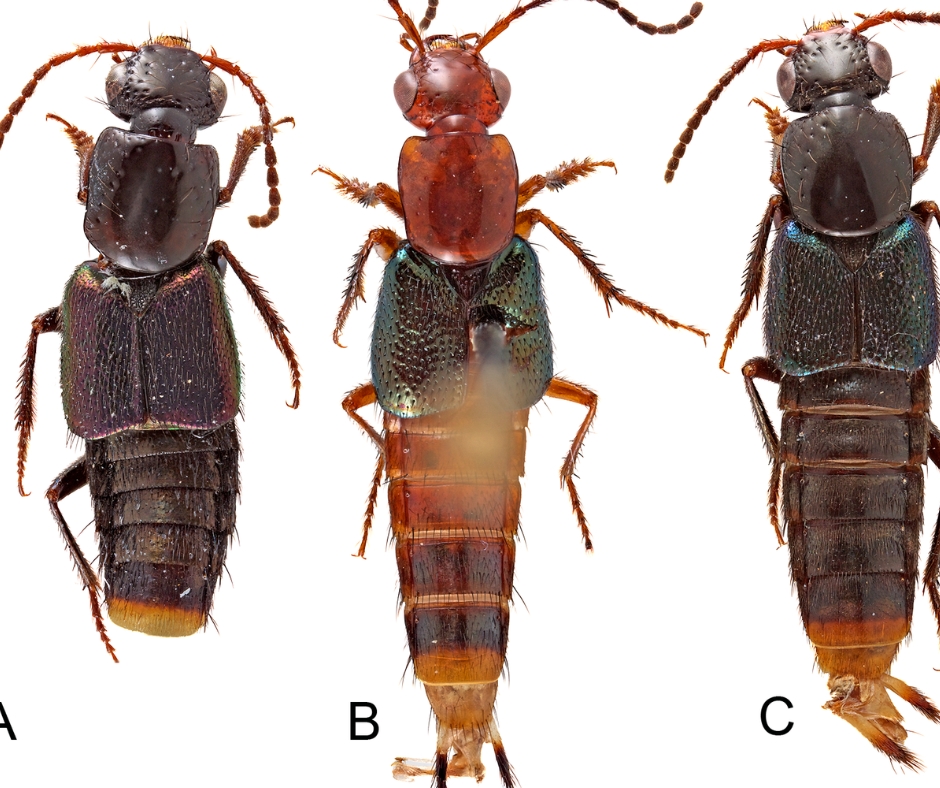 Científicos identifican dos especies inéditas de escarabajos en la Amazonía y los Andes ecuatorianos.