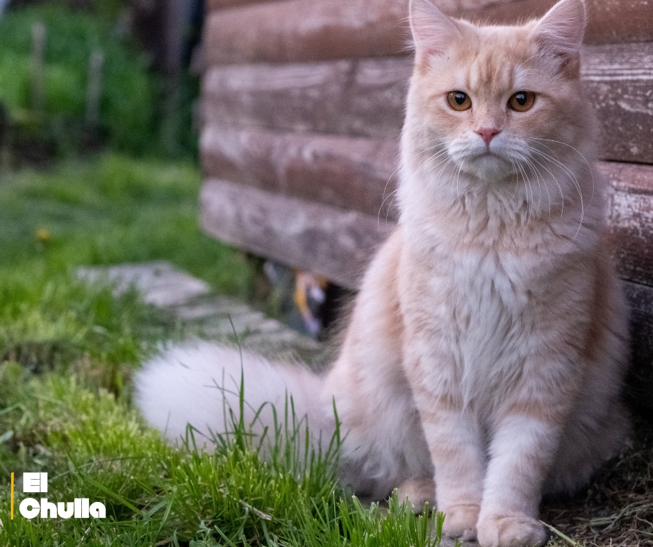 🐾 Día Internacional del Gato: 20 curiosidades que revelan su naturaleza fascinante.