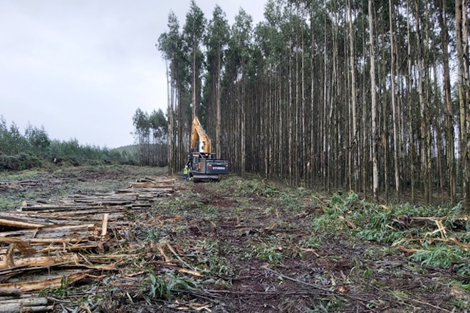 Eucalipto en Ecuador: Claves para profesionalizar su cultivo ante el cambio climático