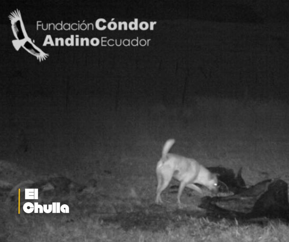 🐾 Alerta en los Andes: perros domésticos amenazan al cóndor, al tapir y al lobo de páramo