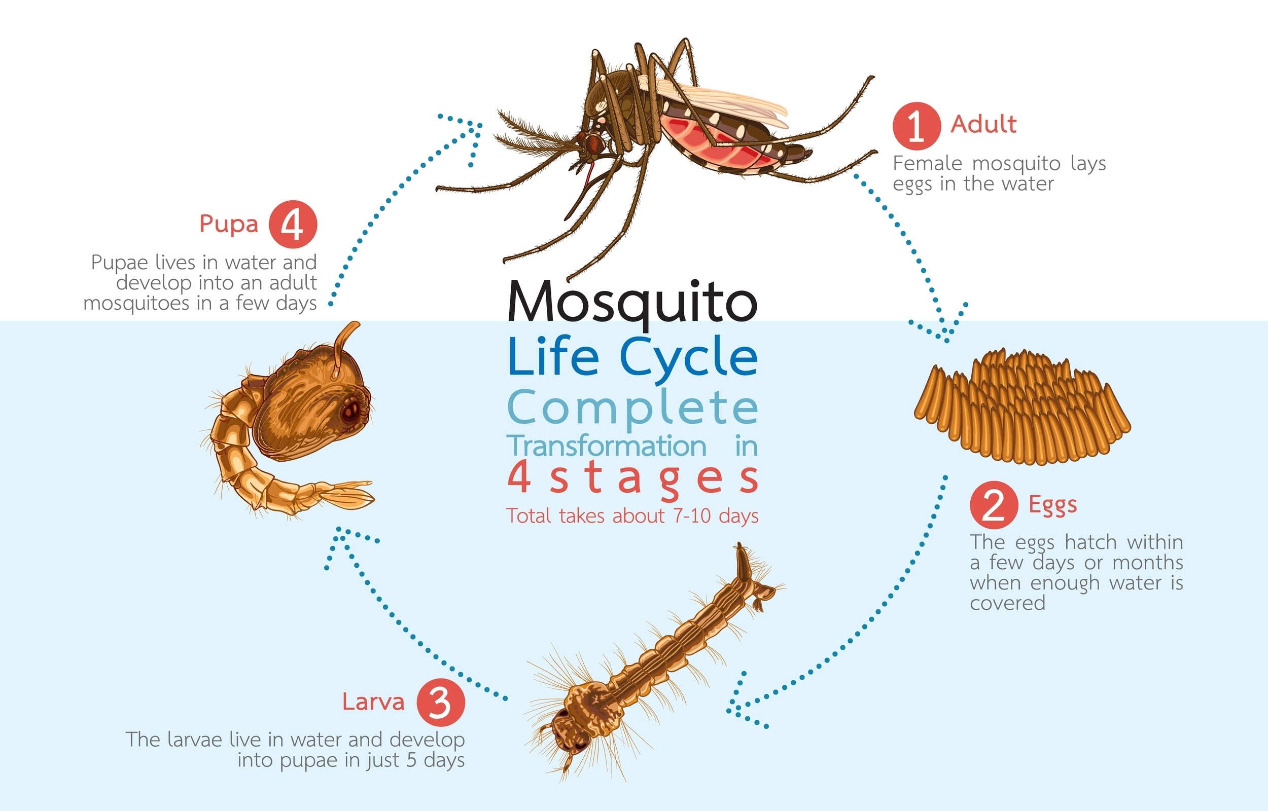 Alerta Roja en el Litoral: Casos de Dengue se Disparan un 400% en Ecuador