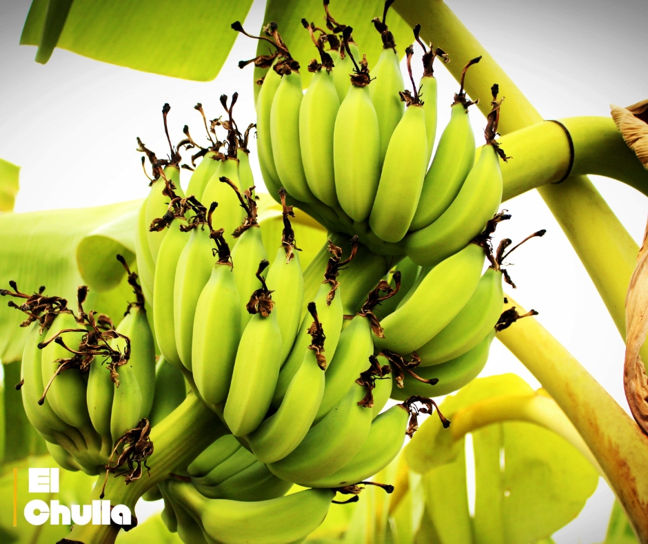 ¡Crisis en los Precios del Plátano Verde! Ecuador enfrenta un aumento drástico que impacta a consumidores, comerciantes y productores.