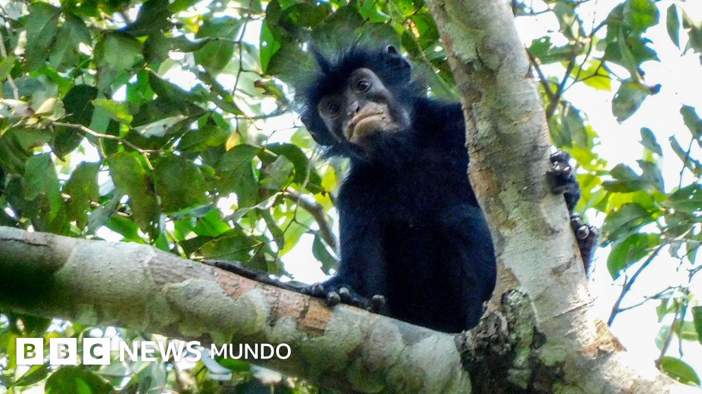 Descubren nueva especie de mono con labios naranjas en la selva del Congo