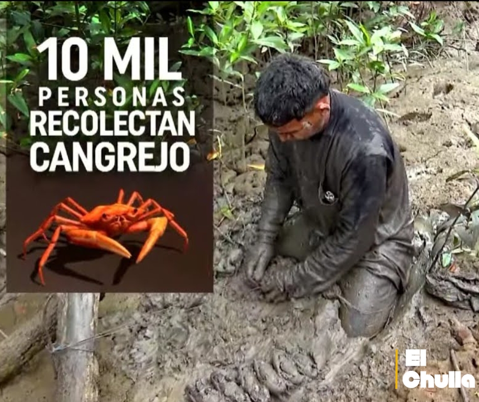 Medida precautoria: Ecuador restringe exportación de cangrejos por motivos ambientales.