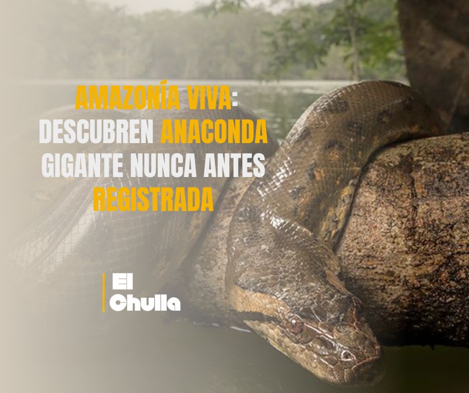  Amazonía viva: descubren anaconda gigante nunca antes registrada