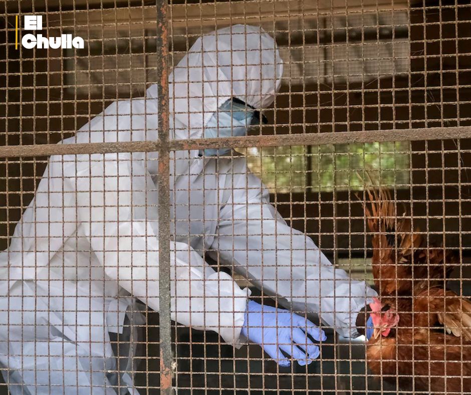 Hombre fallece en Estados Unidos tras infectarse con una inusual variante de gripe aviar.