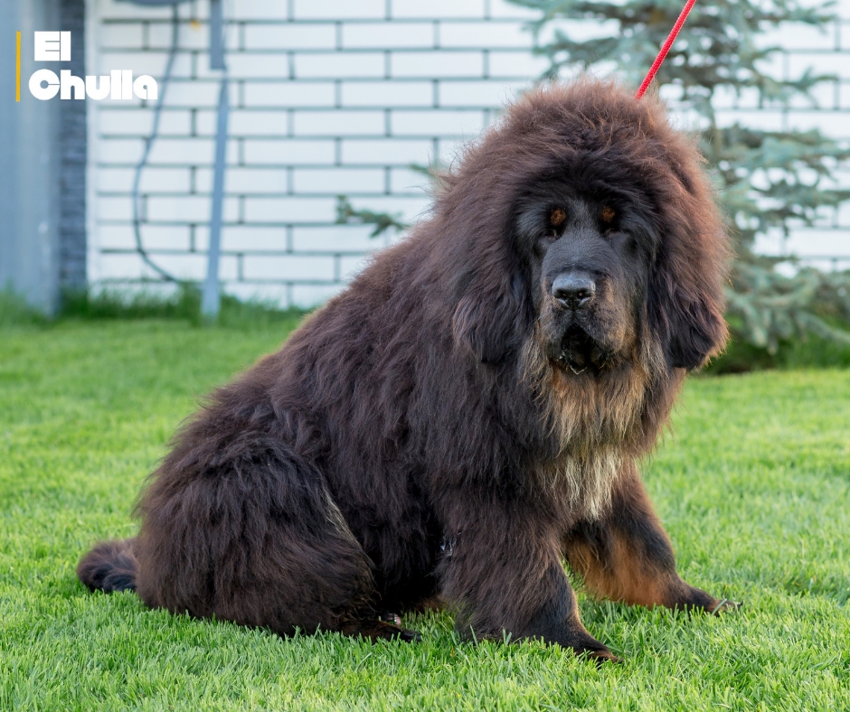 Mastín tibetano alcanza la cifra récord de USD 1 millón en feria de mascotas de lujo en China