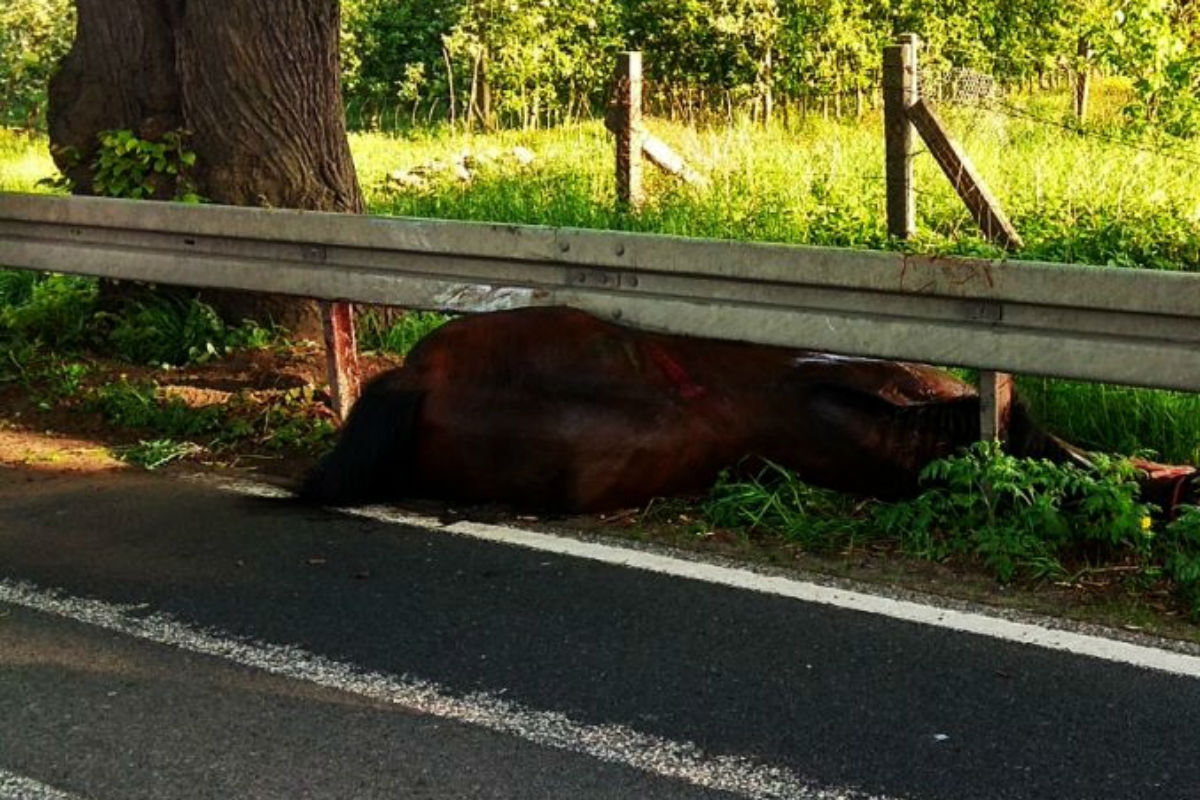 Waschow (MV) - Pferd unter Schutzplanke eingeklemmt