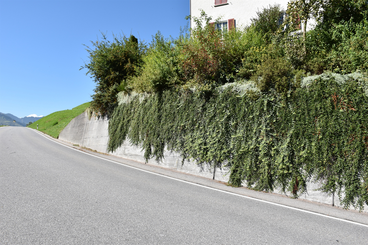 Luzein GR - 80-Jähriger beim Sträucher schneiden schwer verunglückt