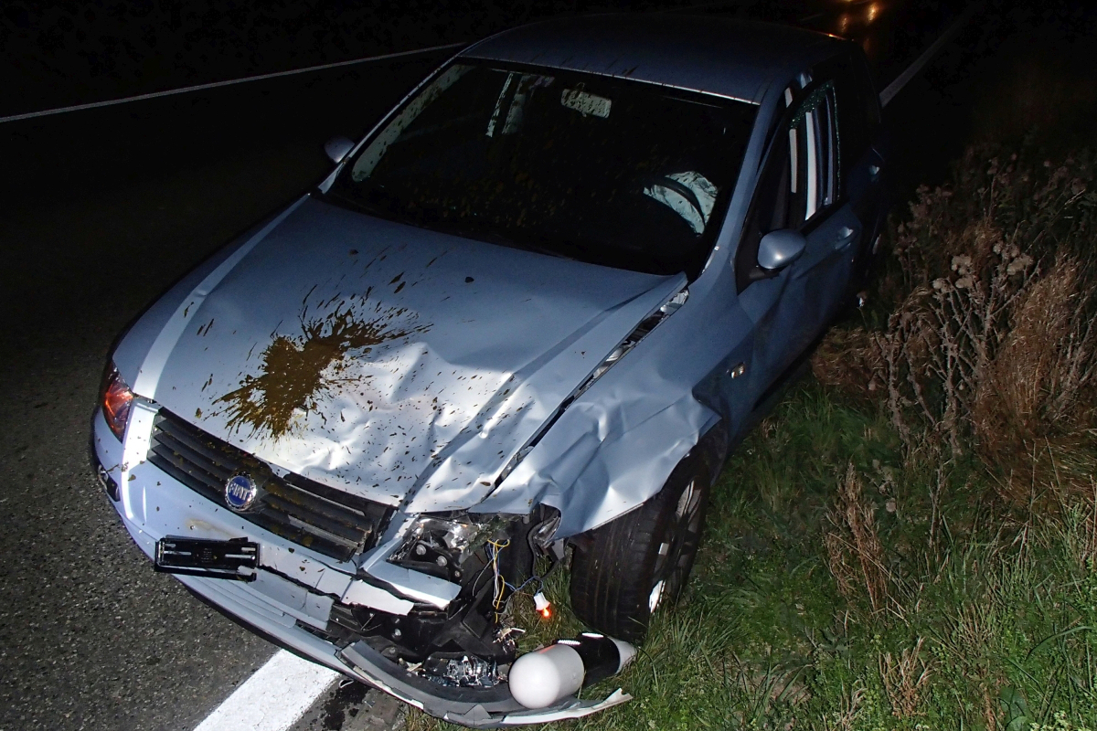 Villmergen AG - Rind verirrt sich auf Ausserorts-Strecke und stirbt