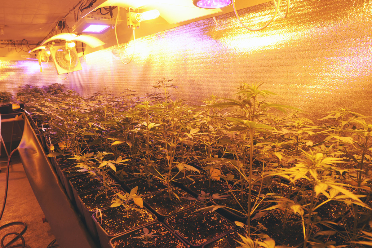 Hanf-Indooranlage in Attinghausen ausgehoben