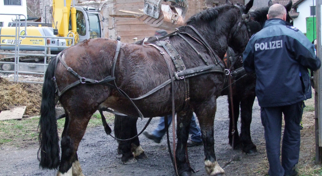 Pferde durchgebrannt! Tohuwabohu in Sargans