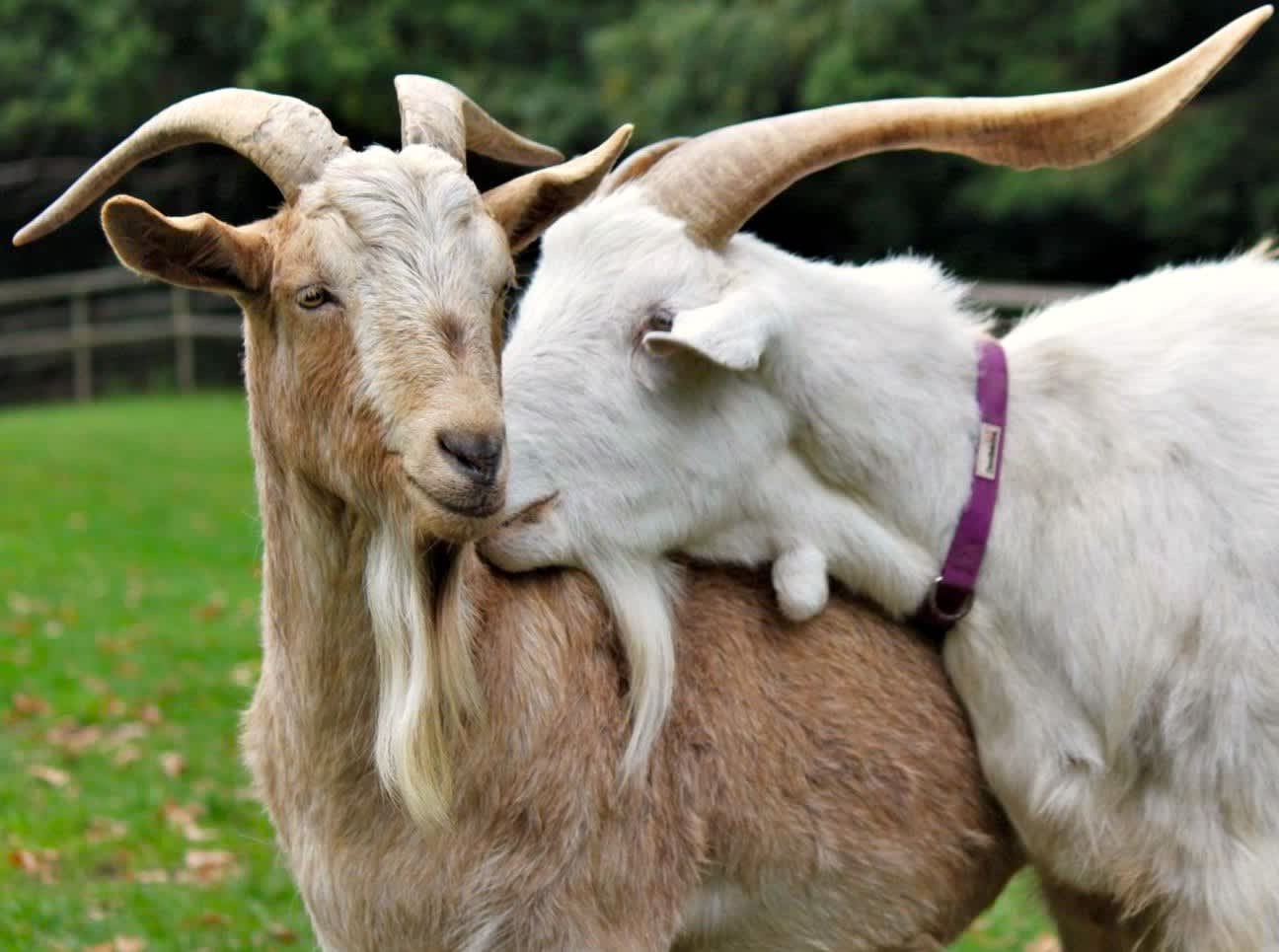 Buttercups Sanctuary for Goats, Kent accommodation - Beautiful camping and glamping site featured in HolidayFox article