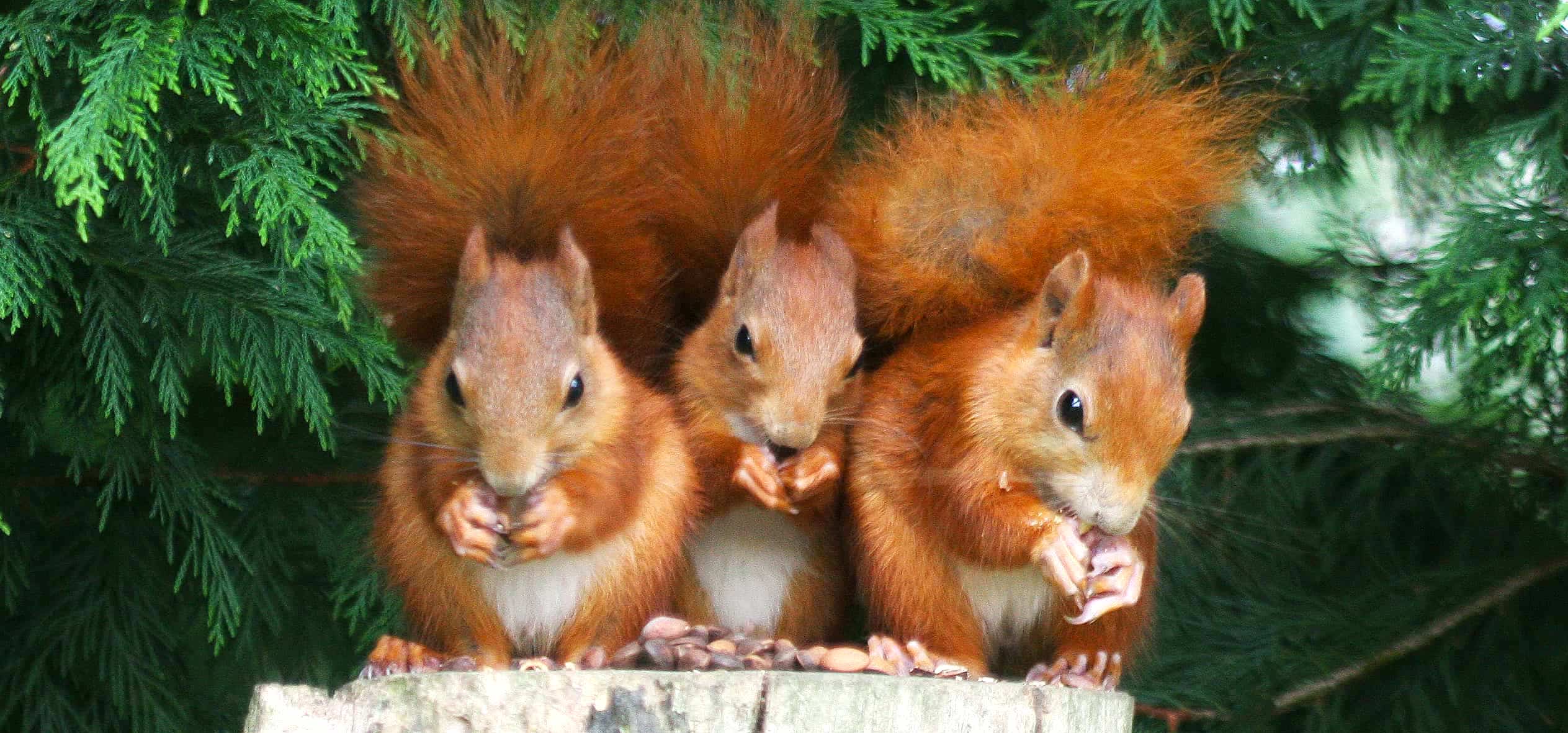 British Wildlife Centre, Surrey accommodation - Beautiful camping and glamping site featured in HolidayFox article