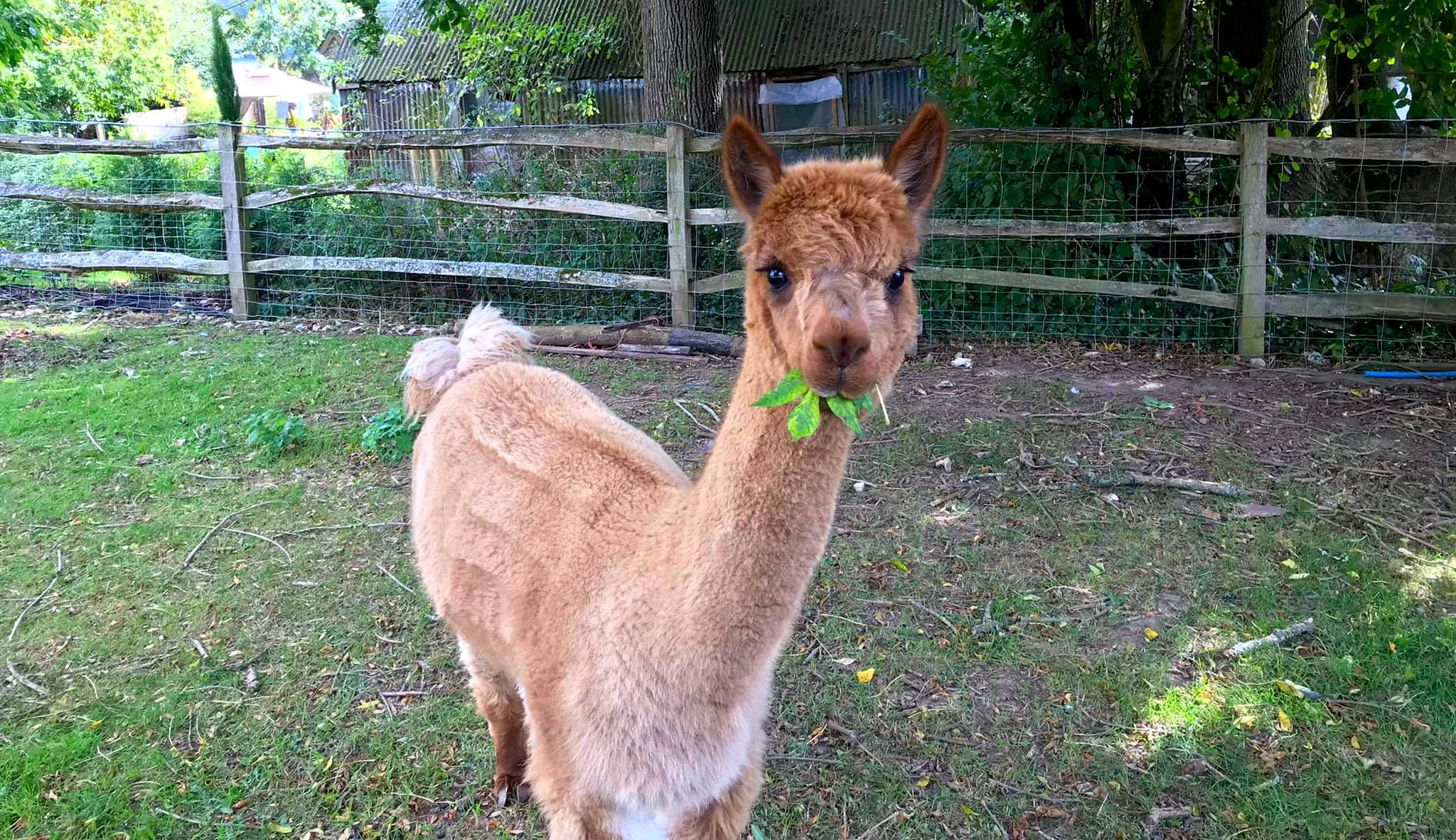 Dunreyth Alpacas, East Sussex accommodation - Beautiful camping and glamping site featured in HolidayFox article