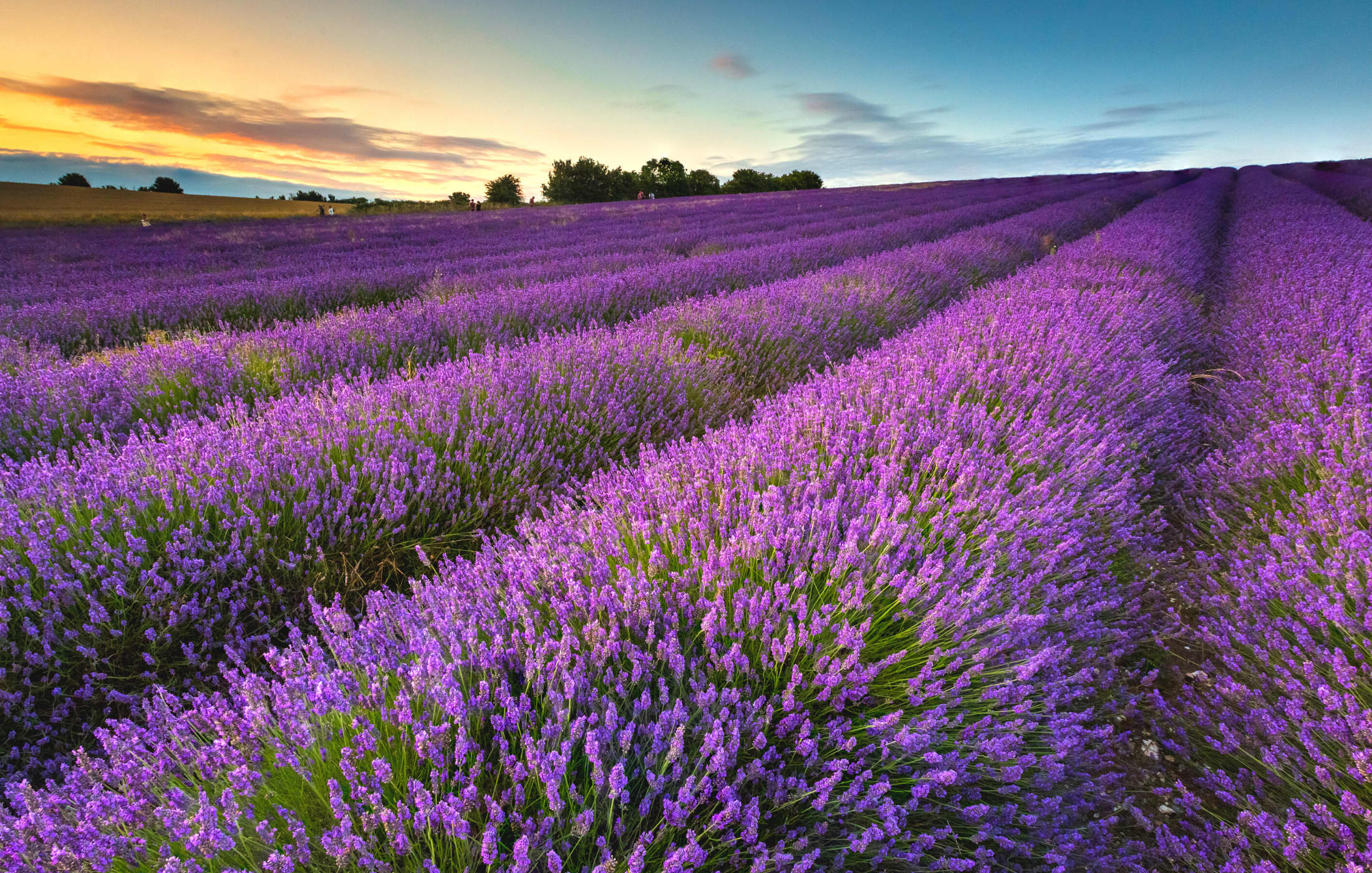 5. Hitchin Lavender, Hertfordshire accommodation - Beautiful camping and glamping site featured in HolidayFox article