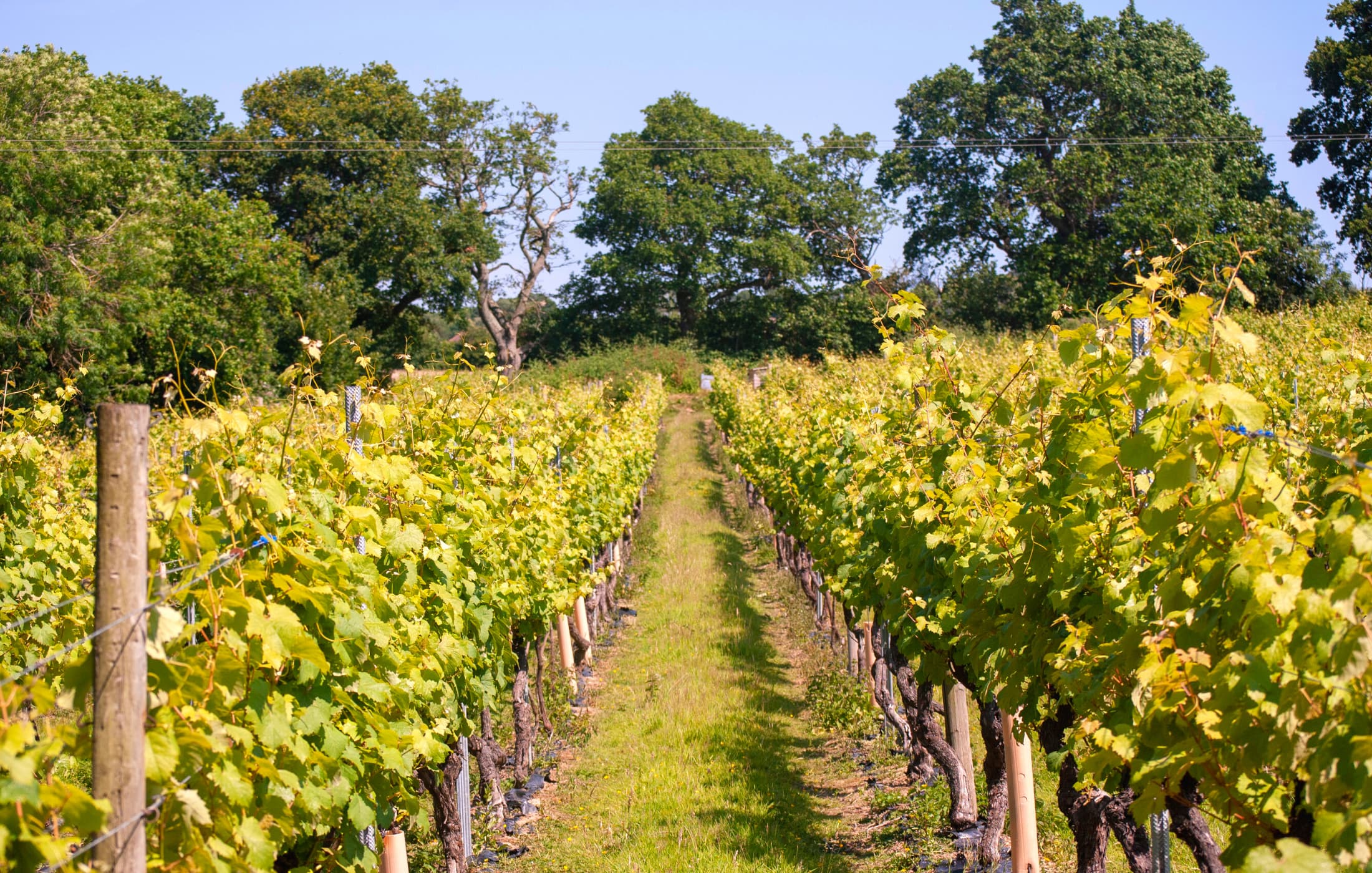 7. Chapel Down winery, Kent accommodation - Beautiful camping and glamping site featured in HolidayFox article