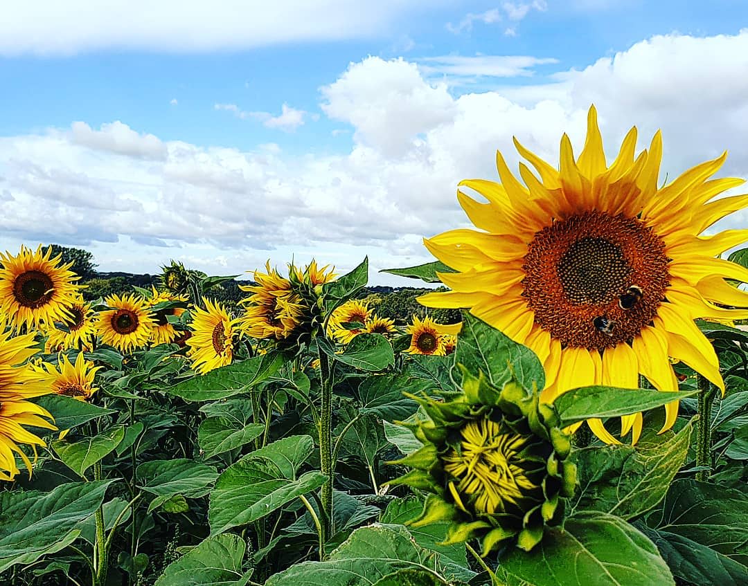 Hitchin Lavender, Hertfordshire accommodation - Beautiful camping and glamping site featured in HolidayFox article