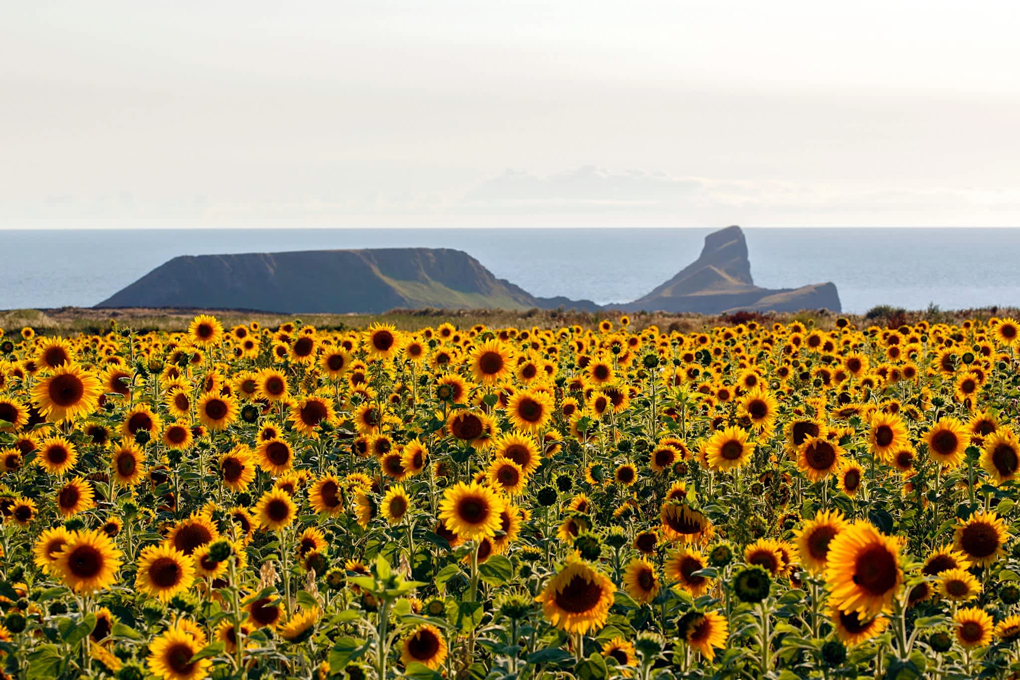 Rhossili, Wales accommodation - Beautiful camping and glamping site featured in HolidayFox article