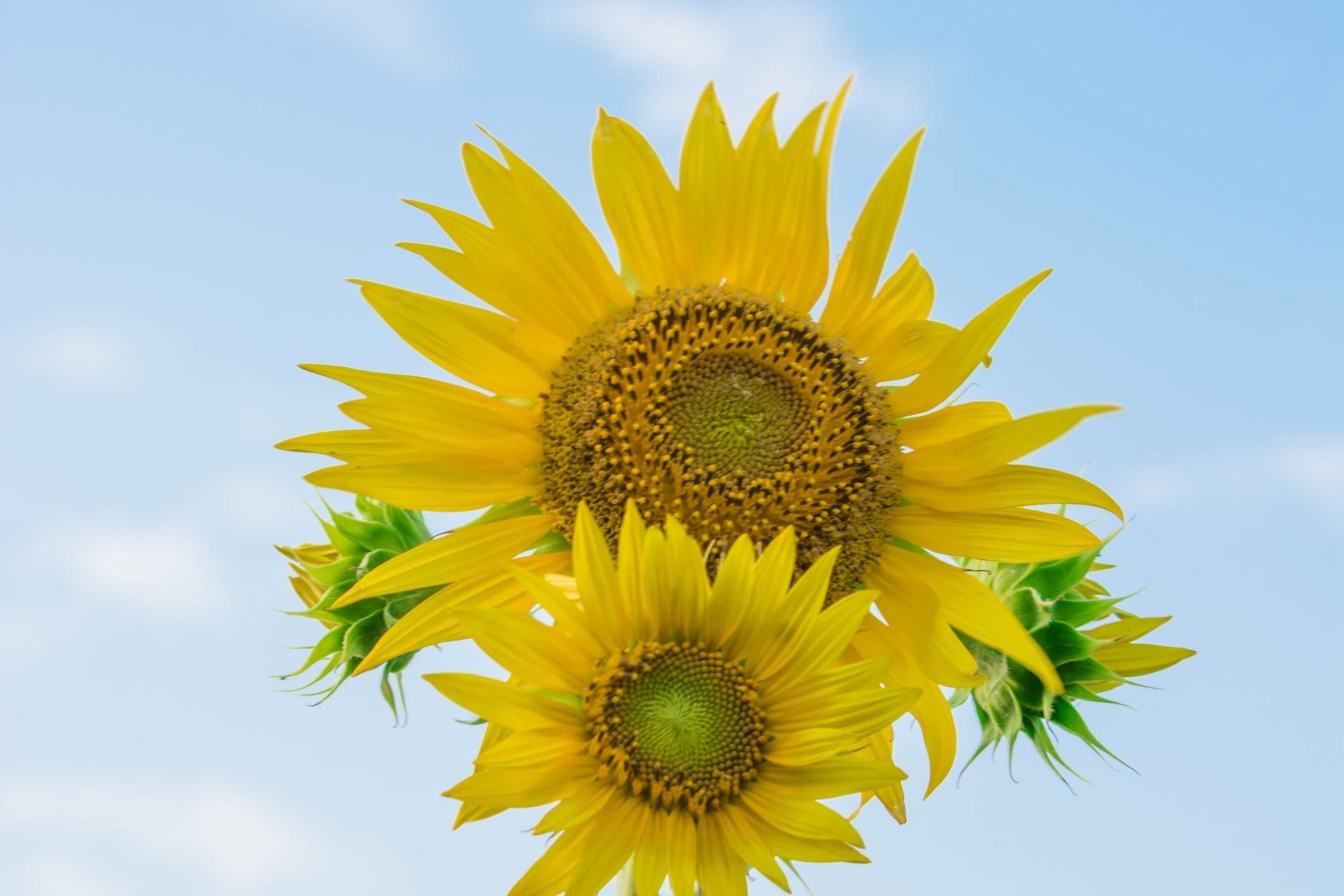 Cairnie Fruit Farm, Scotland accommodation - Beautiful camping and glamping site featured in HolidayFox article