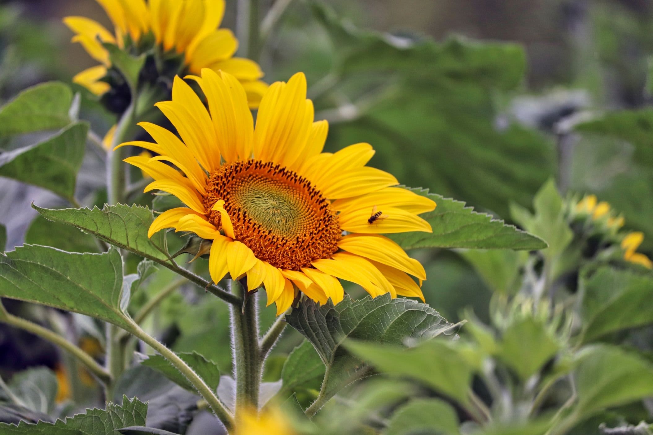 Cotswold Farm Park, Gloucestershire accommodation - Beautiful camping and glamping site featured in HolidayFox article