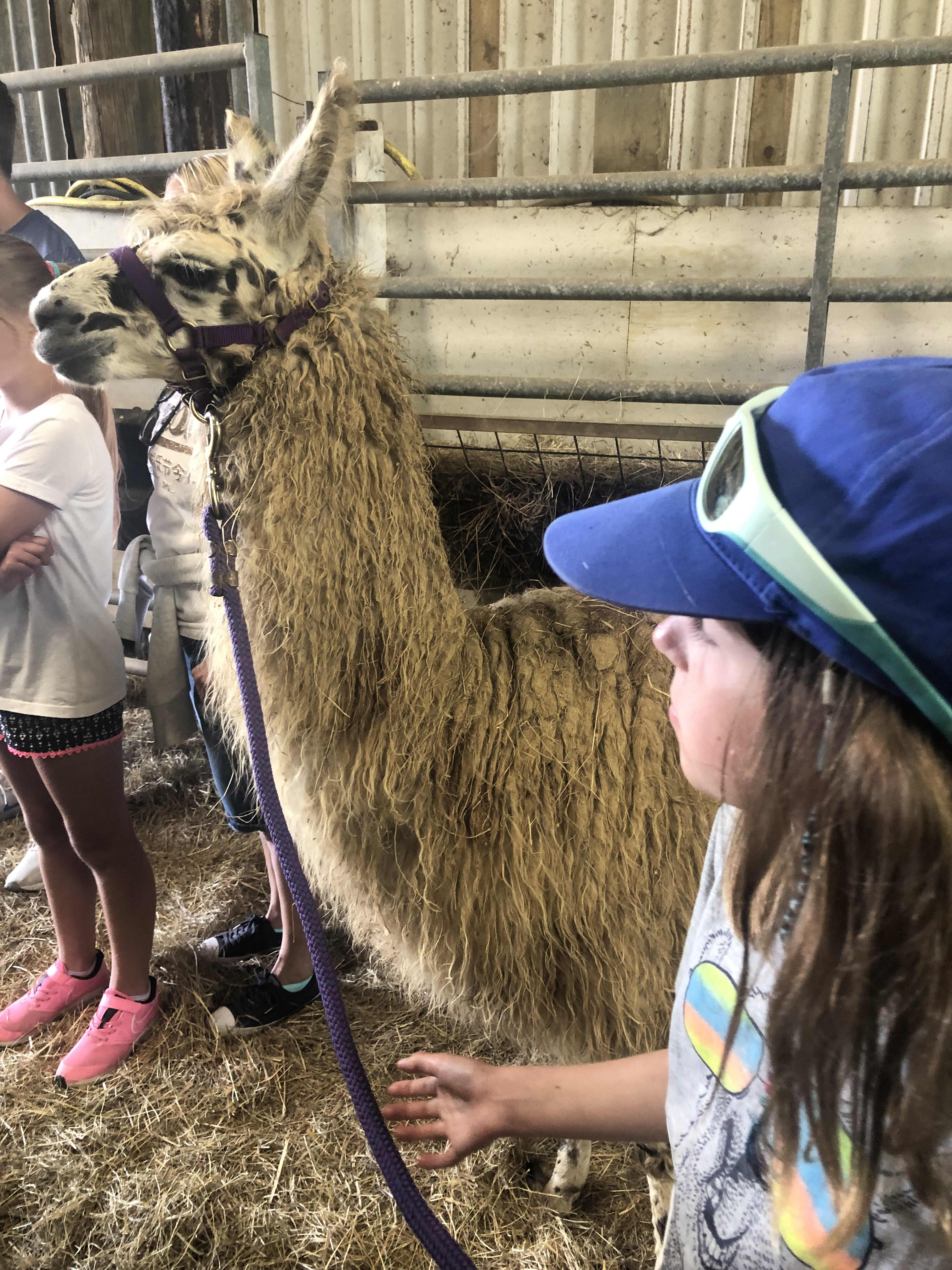 Llama Land accommodation - Beautiful camping and glamping site featured in HolidayFox article