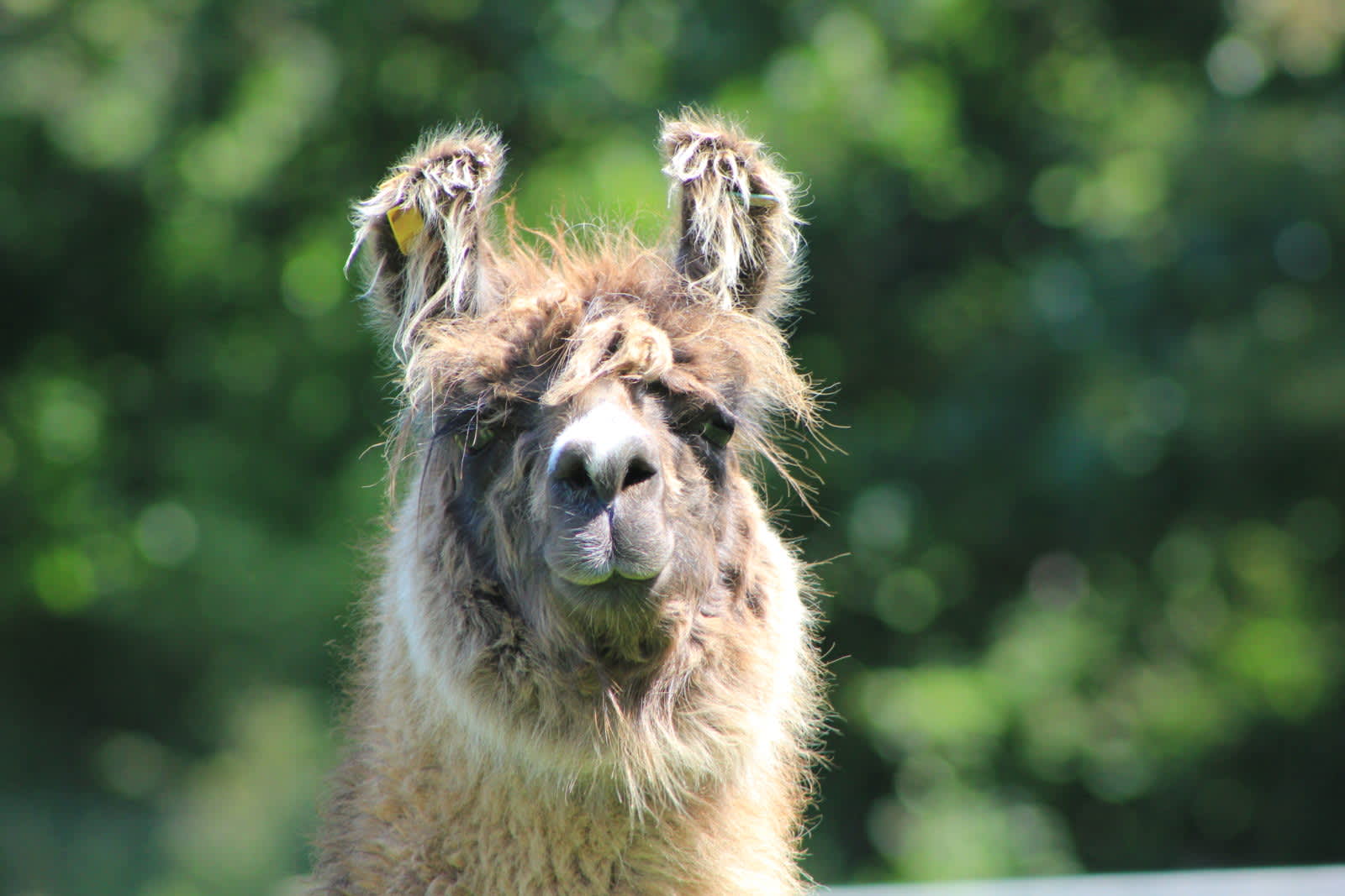 The Lunch accommodation - Beautiful camping and glamping site featured in HolidayFox article