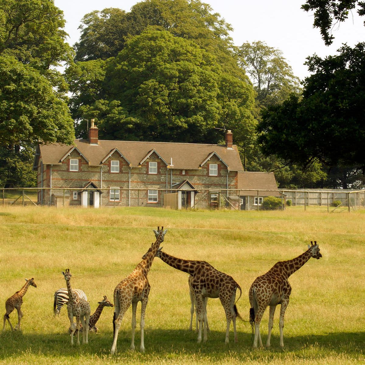 Longleat Safari Park accommodation - Beautiful camping and glamping site featured in HolidayFox article