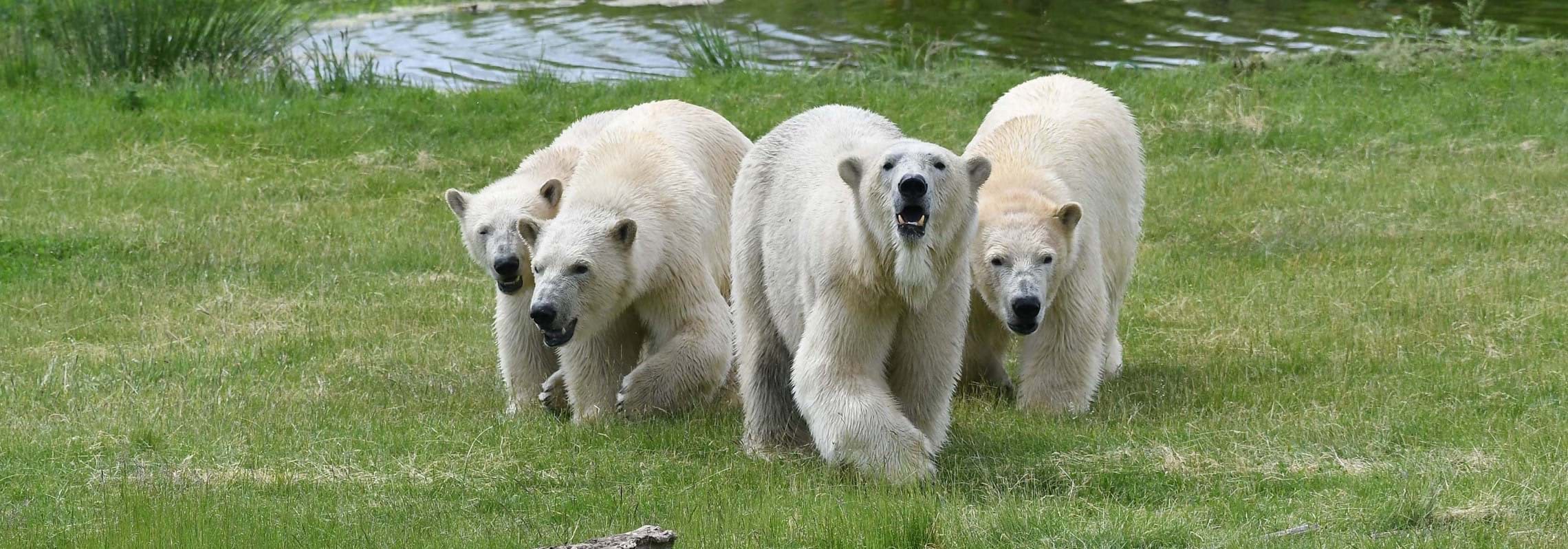 Roar and Snore Camping at the Yorkshire Wildlife Park accommodation - Beautiful camping and glamping site featured in HolidayFox article